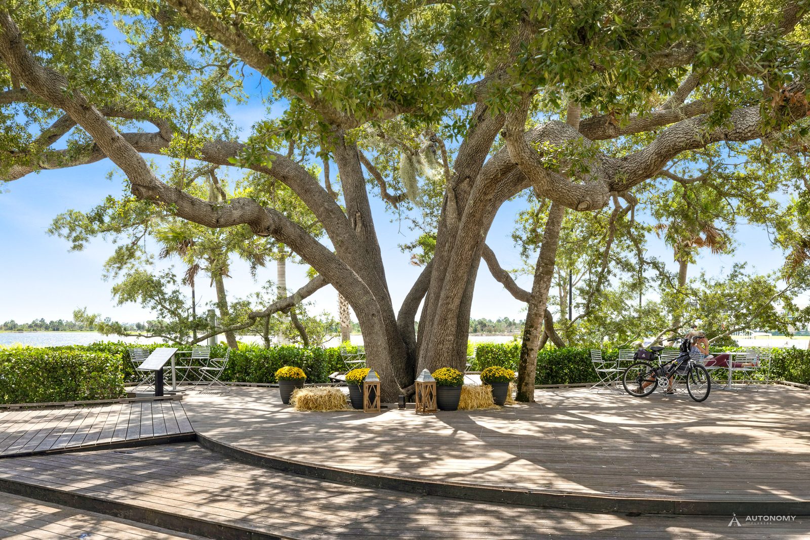 The sprawling live oak Heritage Tree with circular seating beside the Grand Lake in Downtown Wellen